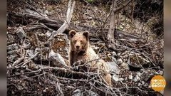 Улыбнитесь, мишки, вас снимают! Доброе утро. Фрагмент