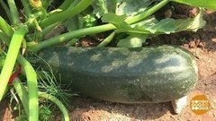 Кабачок-кабачок, я тебя съем! Доброе утро. Фрагмент