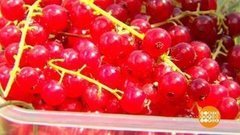 Такая разная смородина. Доброе утро. Фрагмент