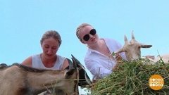 На деревню к фермеру. Доброе утро. Фрагмент