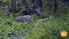 В гости к тиграм. Доброе утро. Фрагмент