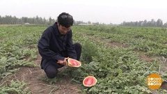 Арбузы вечной мерзлоты. Доброе утро. Фрагмент