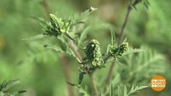 Осторожно, амброзия! Доброе утро. Фрагмент 