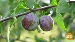 Сливы поспели! Доброе утро. Фрагмент 