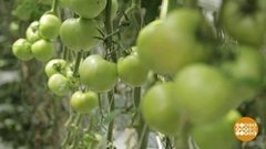 Больше овощей, хороших и разных! Доброе утро. Фрагмент 