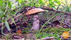 «Тихая охота» по всем правилам. Доброе утро. Фрагмент