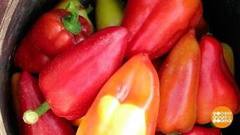 Самые-самые перцы. Доброе утро. Фрагмент