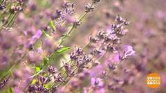 Лаванда, крымская лаванда… Доброе утро. Фрагмент