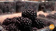 Еж-ягода: и хочется, и колется… Доброе утро. Фрагмент