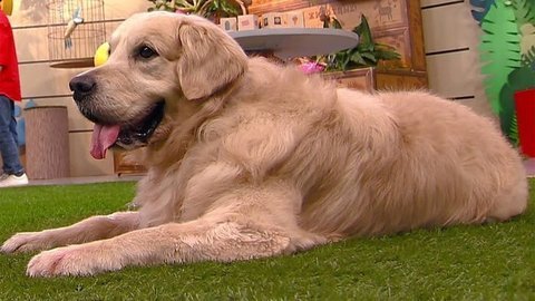 Золотистый ретривер. Лапы, морды и хвосты. О собаках