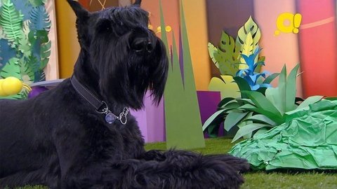 Ризеншнауцер. Лапы, морды и хвосты. О собаках