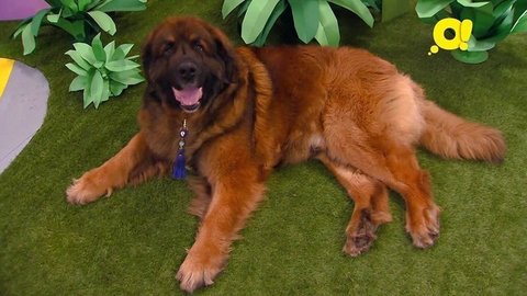 Леонбергер. Лапы, морды и хвосты. О собаках