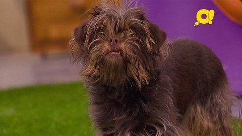 Аффенпинчер. Лапы, морды и хвосты. О собаках