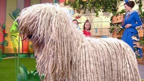 Комондор. Лапы, морды и хвосты. О собаках