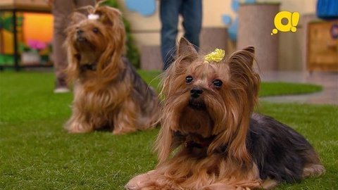 Йоркширский терьер. Лапы, морды и хвосты. О собаках