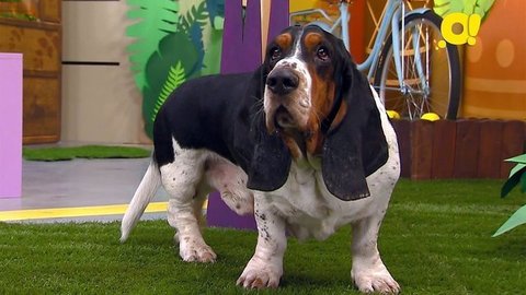 Бассет-хаунд. Лапы, морды и хвосты. О собаках