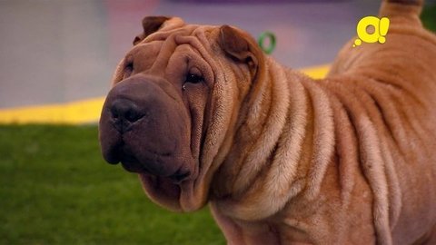 Шарпей. Лапы, морды и хвосты. О собаках