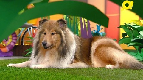 Колли. Лапы, морды и хвосты. О собаках