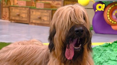 Бриары. Лапы, морды и хвосты. О собаках