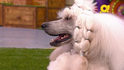 Королевский пудель. Лапы, морды и хвосты. О собаках