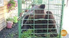 Мишки летят домой. Доброе утро. Фрагмент