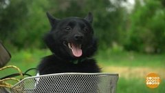 Эти спортивные животные. Доброе утро. Фрагмент