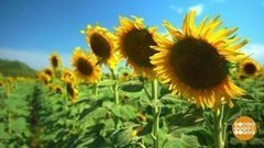 Подсолнух: не только семечки. Доброе утро. Фрагмент