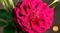 Ухаживаем за цветами. Доброе утро. Суббота. Фрагмент 