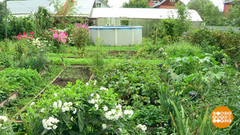 Инспектируем огороды. Доброе утро. Суббота. Фрагмент 