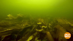 На дно морское — за капустой! Доброе утро. Фрагмент