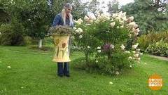 Дачные красоты. Надо сберечь! Доброе утро. Суббота. Фрагмент 