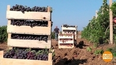 Урожай: собрать и заработать. Доброе утро. Фрагмент