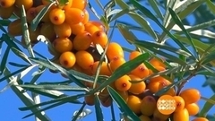 Облепиха, собирайся! Доброе утро. Фрагмент