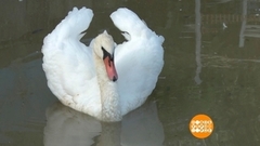 Приходи к нему лечиться и корова, и волчица... Доброе утро. Фрагмент