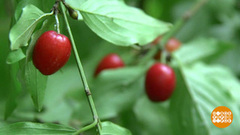 Кизил – это не кисло! Доброе утро. Фрагмент