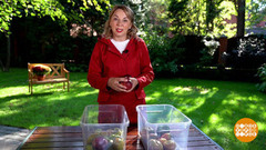 Собираем урожай, «дозариваем» томаты. Доброе утро. Суббота. Фрагмент