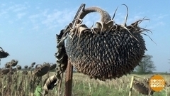 Подсолнухи поспели! Доброе утро. Фрагмент 