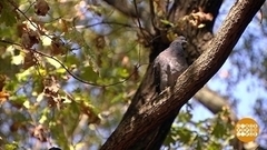 Почему приходит бабье лето? Доброе утро. Фрагмент 