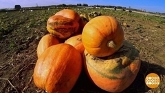 Тыква. Какая для супа, а какая для каши? Доброе утро. Суббота. Фрагмент 