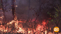 Пожар в лесу. Что делать? Доброе утро. Фрагмент выпуска 