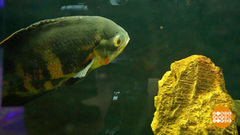 Дрессируем рыбок. Доброе утро. Фрагмент