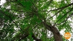 Заповедные леса. Доброе утро. Фрагмент 