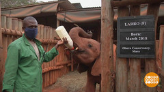 В мире. Спасение слонят-сирот. Доброе утро. Фрагмент 