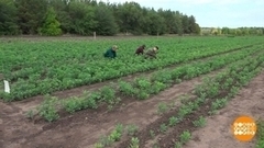 Сажаем лес. Доброе утро. Фрагмент