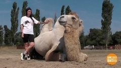 Зверь попал в беду? Поможет «Ноев ковчег». Доброе утро. Фрагмент