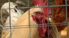 Курятник на даче — можно или нет? Доброе утро. Фрагмент