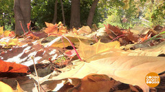 Осеннее равноденствие. Доброе утро. Фрагмент