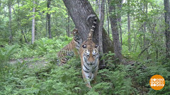 Амурских тигров стало больше. Доброе утро. Фрагмент