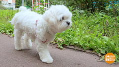 Собака на прогулке. Почему не слушается? Доброе утро. Фрагмент