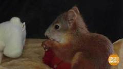 Бельчонок  по имени Хулиган. Доброе утро. Фрагмент